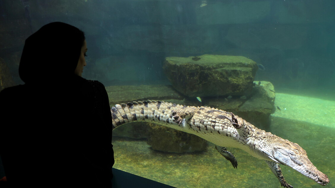 Opening of the Dubai Crocodile Park © ANSA/EPA