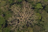 Vista aérea da Floresta Amazônia em Rondônia