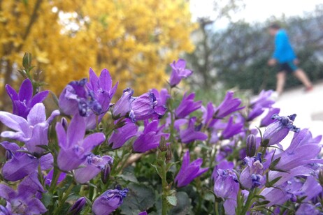 Fiori vicino alla riva del lago di Caldonazzo, in Trentino