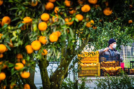 Persi 300mila ettari di ortofrutta in 15 anni