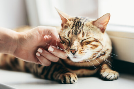 Un gatto bengala si lascia accarezzare  foto iStock.