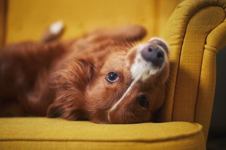 Un cane a pancia in su sulla poltrona. foto iStock.