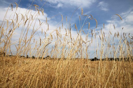 Toscana approva regolamento relativo all'agricoltura 'sociale'