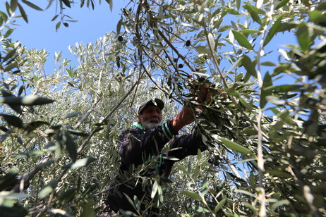 Italia primo importatore di olio d'oliva tunisino