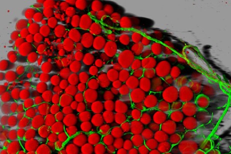 In rosso le cellule adipose di topo perfuse da vasi sanguigni visibili in verde (fonte: Daniela Malide, National Heart, Lung, and Blood Institute/NIH)