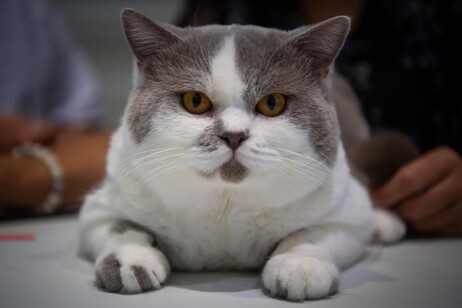 World Cat Federation show in Budapest;  A British Shorthair cat