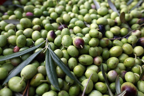 L'Ue lancia l'osservatorio di mercato per olio e olive