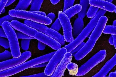 I batteri avevano finora tenuto nascosto un altro trucco per schivare l’attacco degli antibiotici (fonte:&nbsp;NIAID)