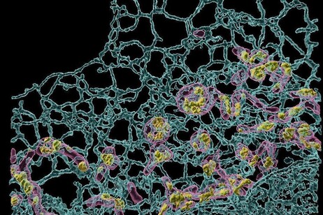 Sonde fluorescenti permettono di analizzare l'ambiente interno delle cellule (fonte: Università di Padova)