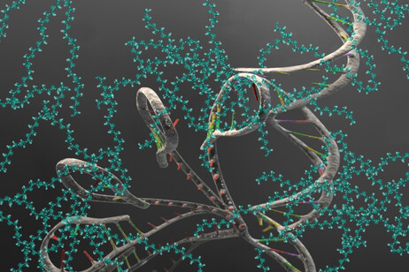 La molecola di Rna (fonte: Baxley/JILA and Talbott/NIST)