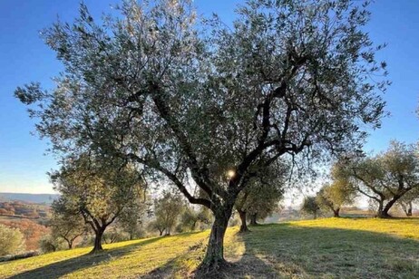 Olea mundi, l'Umbria custodisce l'Arca di Noè degli ulivi