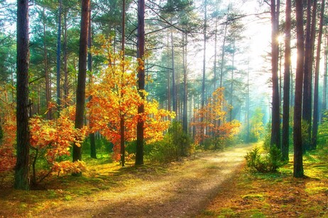 In Lombardia le foreste sono cresciute del 45% in 100 anni