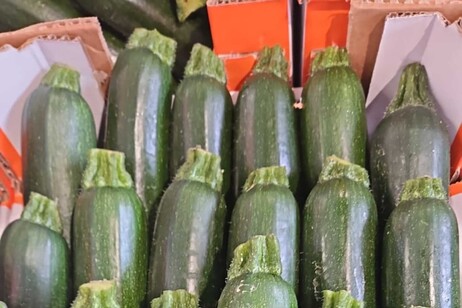 Calo rercord per i prezzi delle zucchine, -36% in un anno