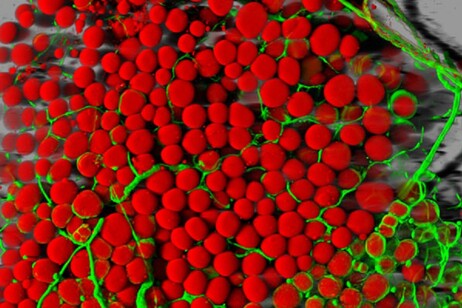 Cellule adipose (in rosso) e vasi sanguigni (in verde) (fonte: Daniela Malide, National Heart, Lung, and Blood Institute/NIH da Flickr PDM 1.0)