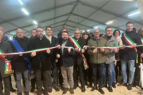 Al via in Lombardia la fiera bovina più antica d'Italia