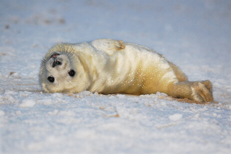 Una foca sul ghiaccio (fonte: carolineCCB da Flickr CC BY 2.0)