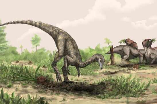  Il Nyasasaurus potrebbe essere il primo dinosauro conosciuto, o un parente stretto dei primi dinosauri (fonte:&nbsp;Mark Witton/The Trustees of the Natural History Museum, London)