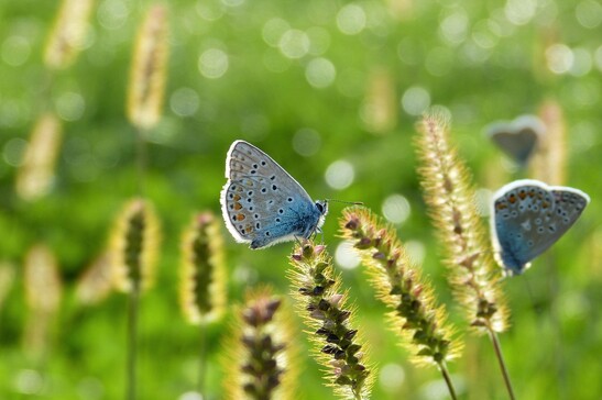 I pesticidi sono i primi nemici della biodiversità (fonte: Pixabay)