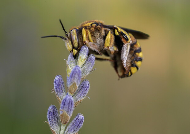 World Bee Day in Spain (ANSA)