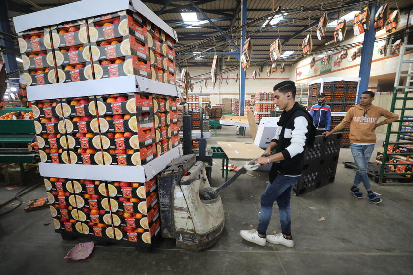 Oranges production in Egypt © ANSA/EPA