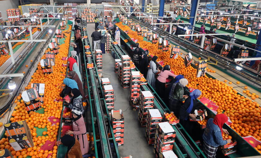 Oranges production in Egypt © ANSA/EPA