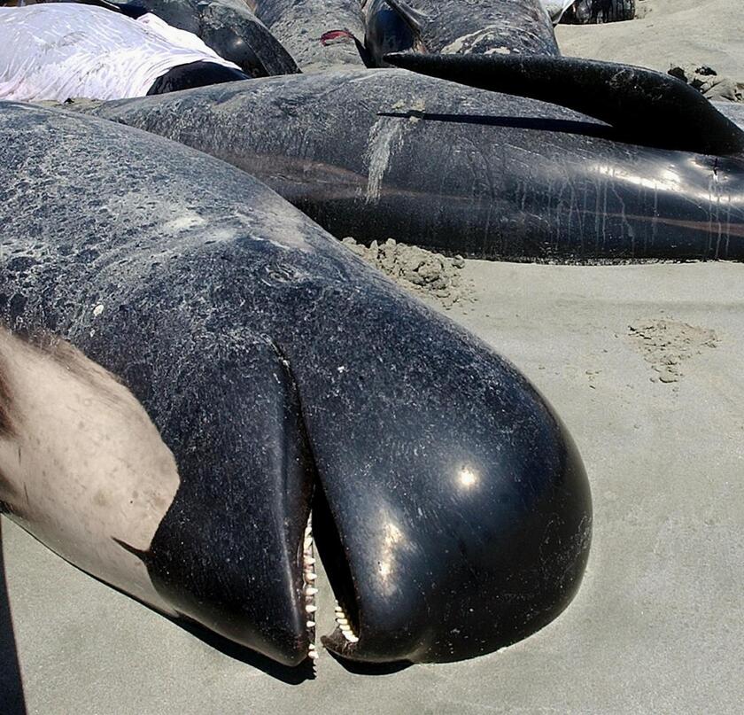 Australia, oltre 150 delfini 'spiaggiati' in Tasmania