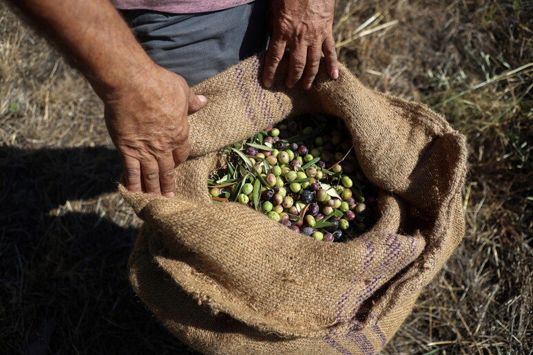 A ottobre 2024 calo del 9% del surplus agroalimentare dell 'Ue © ANSA/EPA