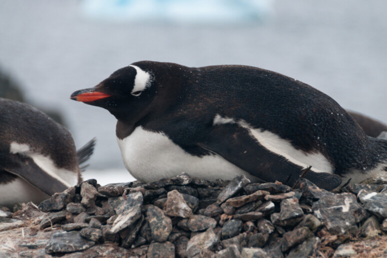 Un esemplare di Pigoscelide antartico (fonte DurkTalsma, iStock) - RIPRODUZIONE RISERVATA