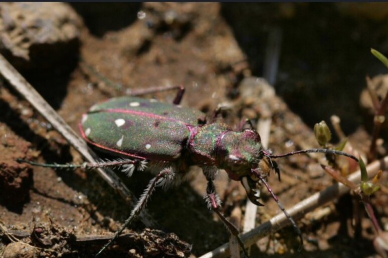 La sottospecie di Cicindella campestris (fonte: Nesos) -     RIPRODUZIONE RISERVATA