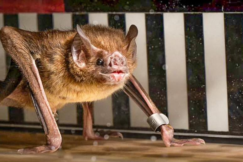 Un  pipistrello vampiro durante il test (fonte: Price Sewell) - RIPRODUZIONE RISERVATA