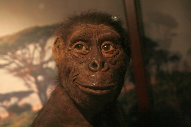 Ricostruzione di Lucy, esposta al Museo dell 'Evoluzione di Varsavia (fonte: Shalom, da Wikipedia) - RIPRODUZIONE RISERVATA