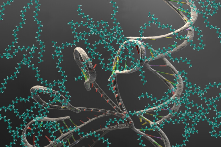 La molecola di Rna (fonte: Baxley/JILA and Talbott/NIST) - RIPRODUZIONE RISERVATA