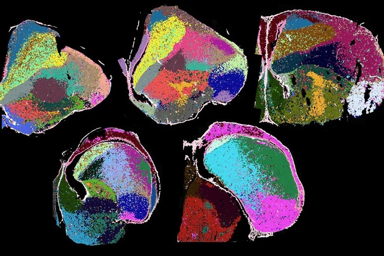 L 'atlante che descrive la distribuzione dei diversi tipi di neuroni nel cervello di pollo (fonte: Fernando García-Moreno) - RIPRODUZIONE RISERVATA