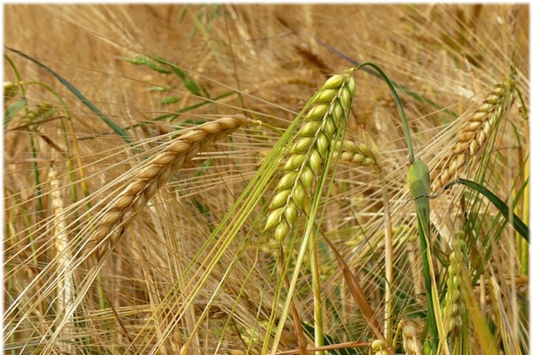 Svelati i segreti della genetica dell 'orzo, pianta anti siccità - RIPRODUZIONE RISERVATA