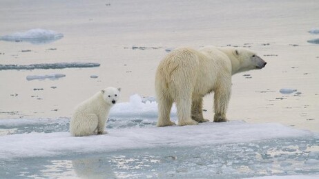 Una femmina di orso bianco con il cucciolo (fonte: Kt Miller / Polar Bears International)